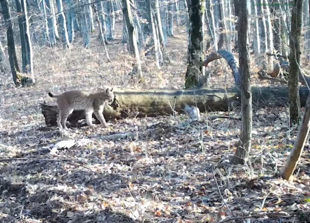 Râsul, felina regală a pădurilor, imagini rare. Parcul Național Semenic - Cheile Carașului, unul dintre cele mai frumoase colțuri de natură din sud-vestul României