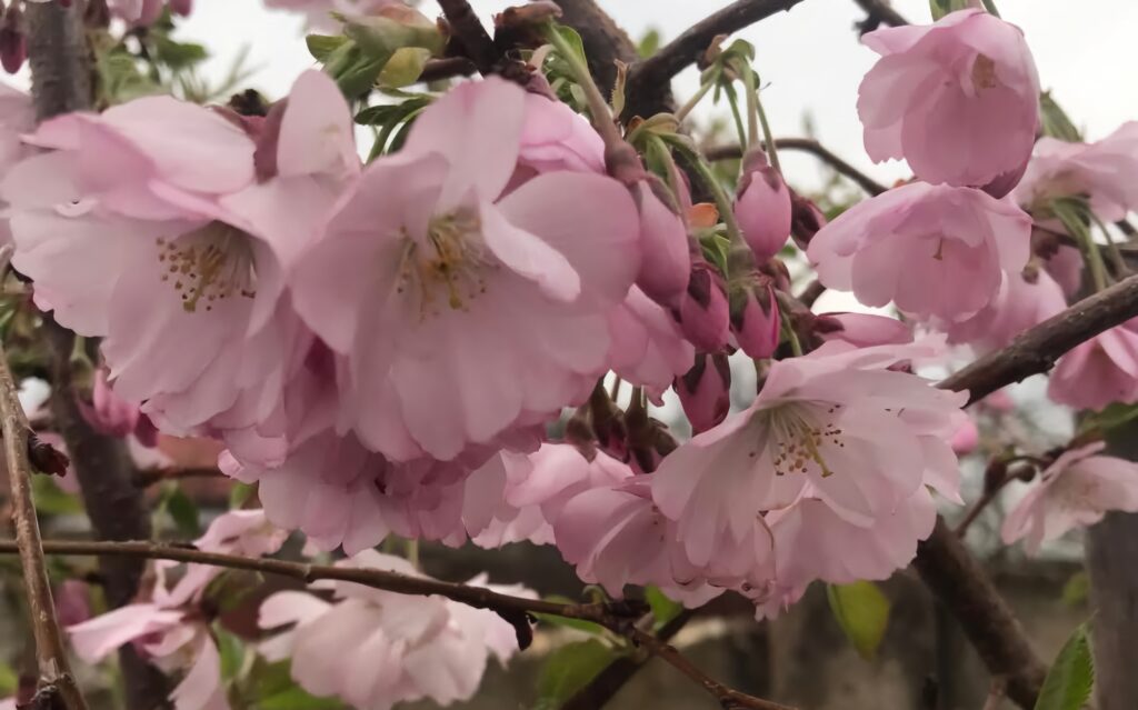 Prognoza meteo pentru 30 martie 2025,   cer variabil și  soare cu dinți, temperaturi în creștere în majoritatea regiunilor din țară