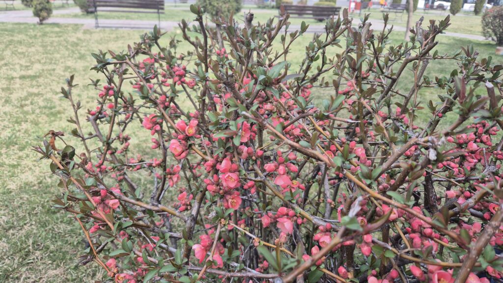 Vremea astăzi,  24 martie 2025,vânt, temperaturi de primăvară iar de la noapte treptat apar ploile.