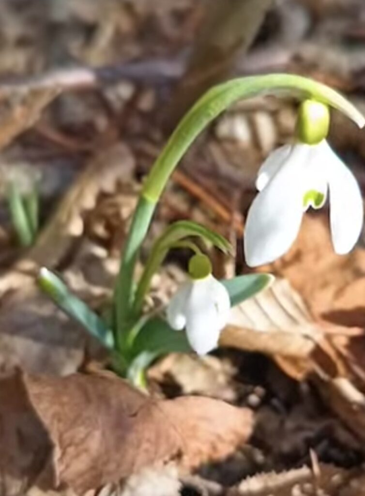 Vremea este în general caldă și frumoasă în majoritatea regiunilor din România. Ziua, temperaturile vor fi deosebit de plăcute, cu soare și valori de până la 17-22°C în sudul și sud-estul țării, iar cerul va fi majoritar senin. 