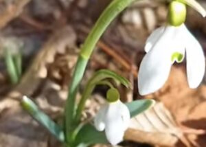 Vremea este în general caldă și frumoasă în majoritatea regiunilor din România. Ziua, temperaturile vor fi deosebit de plăcute, cu soare și valori de până la 17-22°C în sudul și sud-estul țării, iar cerul va fi majoritar senin. 