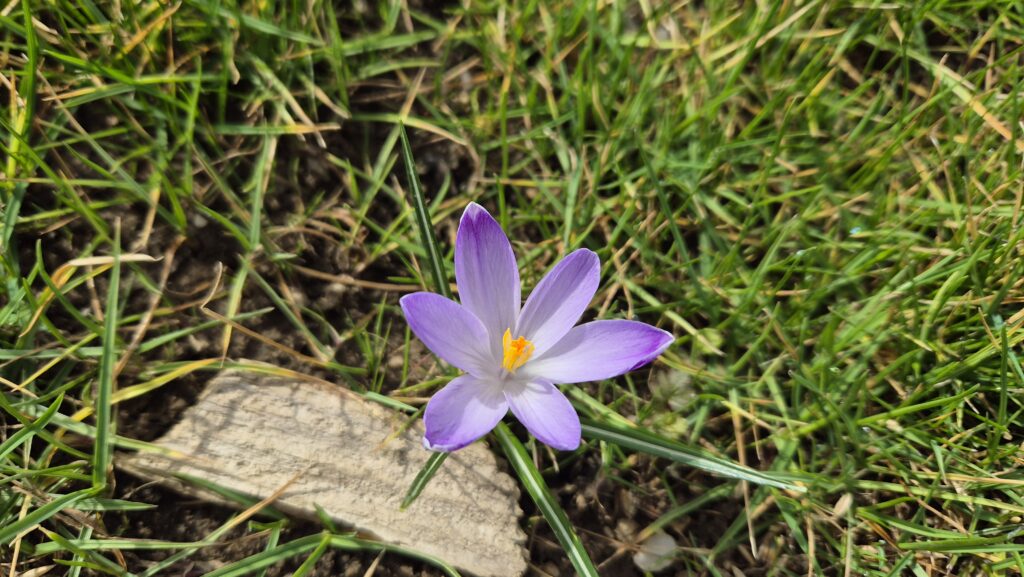 Vremea de primăvară face loc iernii: Schimbări bruşte de temperatură şi ninsori în următoarele 48 de ore.