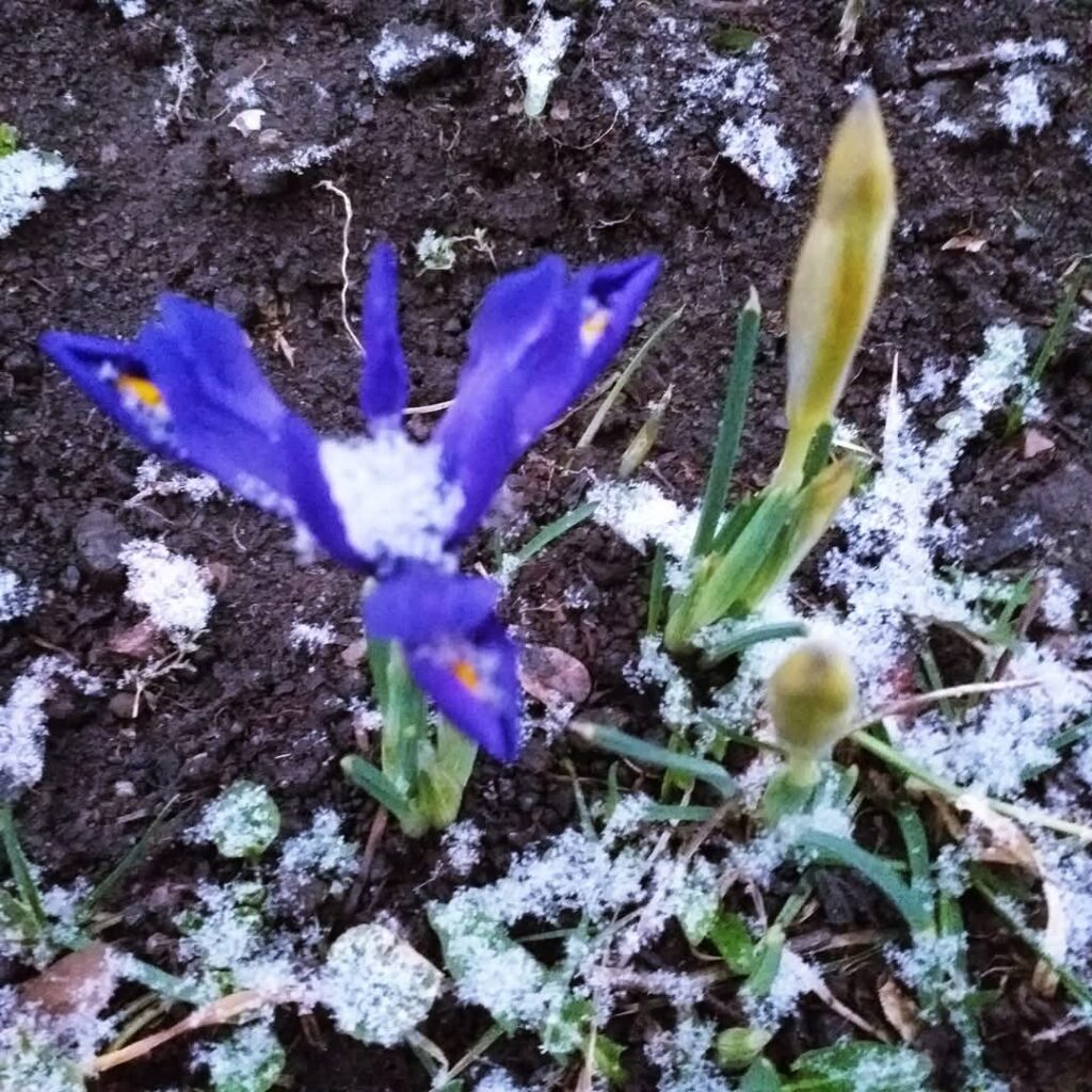 Județul Dâmbovița se confruntă cu  temperaturi foarte scăzute, însoțite de brumă și îngheț la sol.