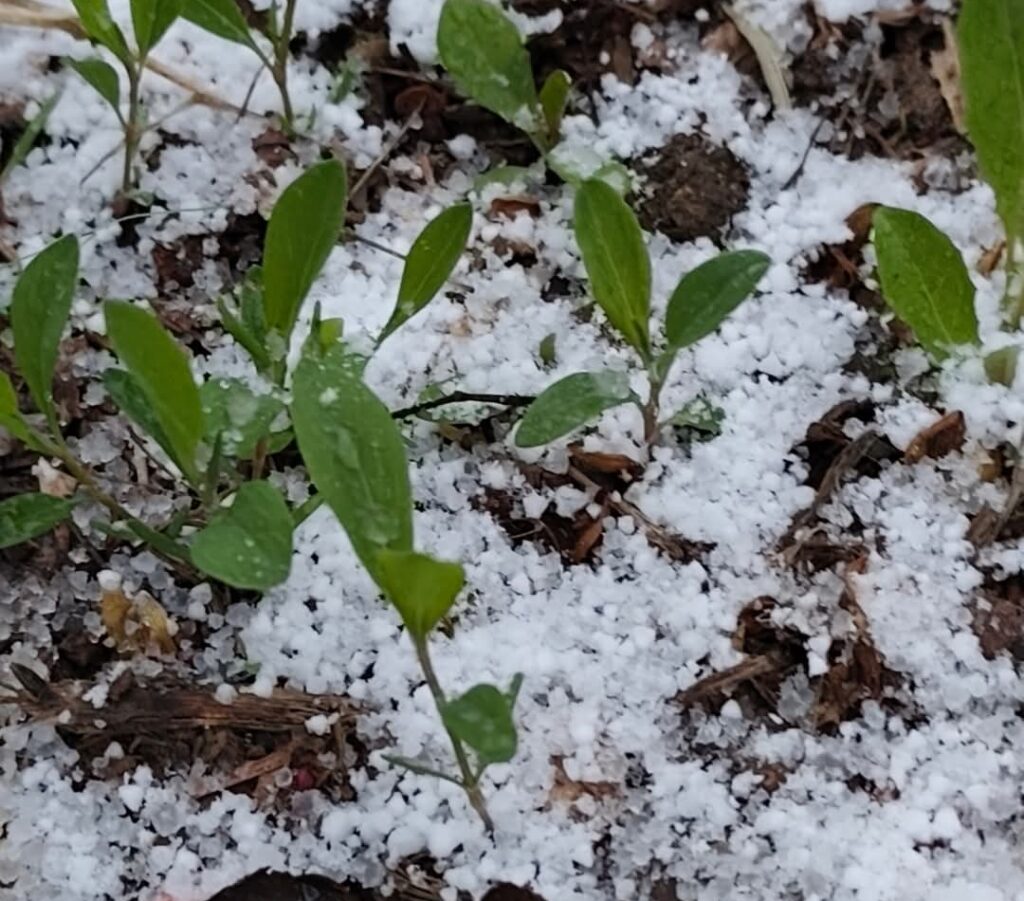 Informare meteo: Vânt puternic, precipitații mixte și vreme extremă de rece. Astăzi, 9 aprilie, vremea va fi vântoasă