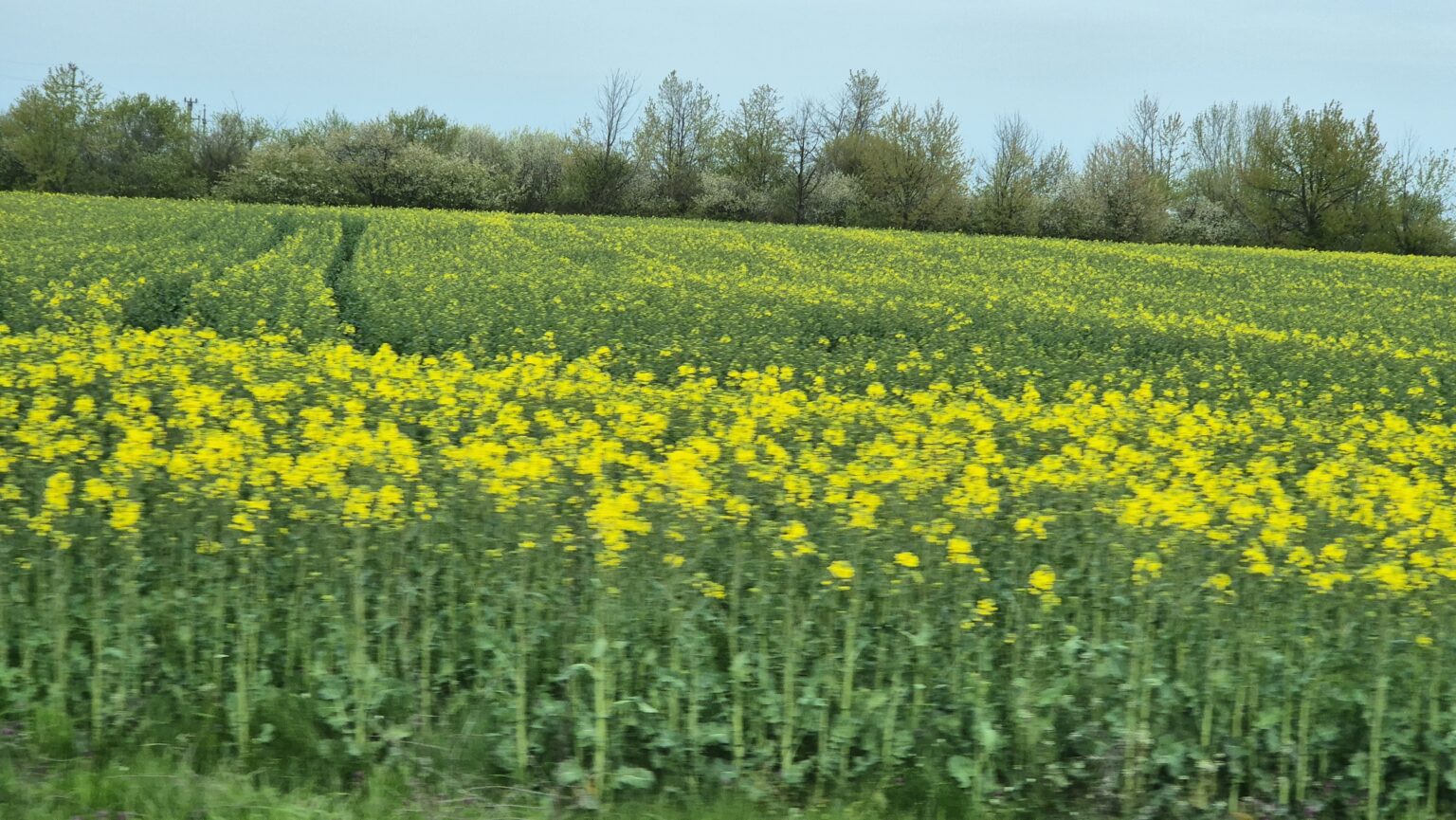Meteo: Val de căldură neobișnuit astăzi, temperaturi de vară în plină lună aprilie de mâine apar și ploile Meteo: Val de căldură neobișnuit astăzi. Un episod de vreme extrem de caldă pentru această perioadă a anului lovește România!