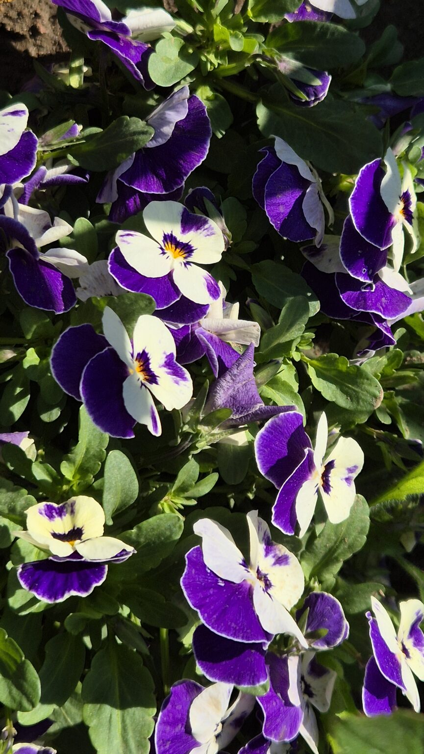 Prognoza meteo: Astăzi este cald, dar urmează răcire accentuată și instabilitate atmosferică Prognoza meteo,deși ziua de astăzi aduce temperaturi plăcute și un soare generos în majoritatea regiunilor, meteorologii avertizează că vremea frumoasă nu va mai dura mult