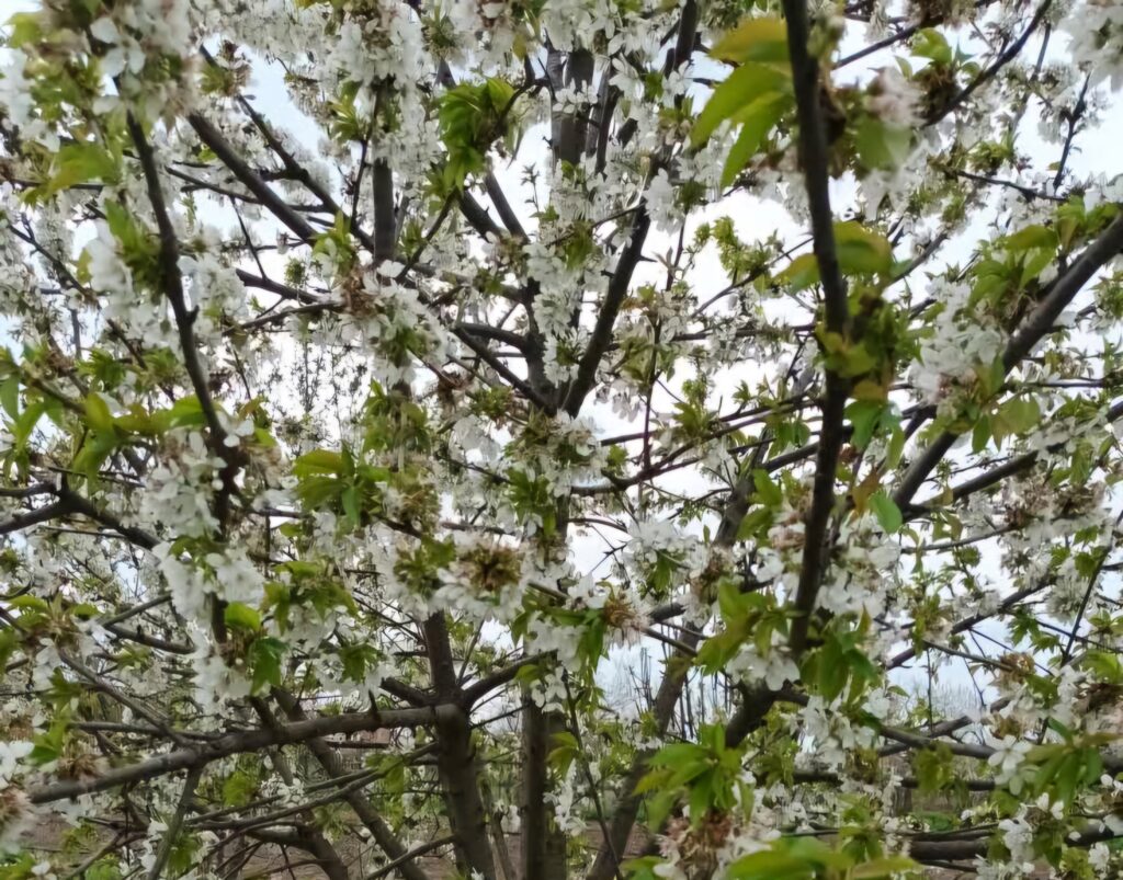Prognoza meteo pentru astăzi, 3 aprilie, în județul Dâmbovița: Ploi, vânt și temperaturi scăzute. Cerul va fi parțial înnorat, iar în zonele montane, precum și local în Banat, Transilvania, Moldova, Oltenia, Muntenia și Dobrogea, se vor semnala averse