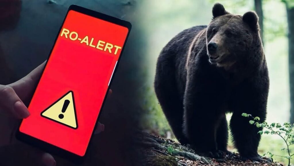 RO-Alert în RĂZVAD: Un urs a fost semnalat în Valea Voievozilor.În jurul orei 22:00, în seara aceasta, un animal sălbatic – un urs – a fost observat în zona Valea Voievozilor