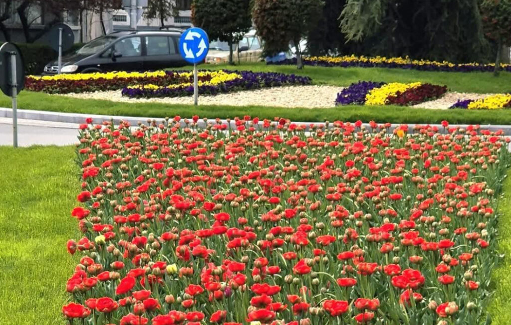 Municipiul Târgoviște a început să prindă din nou viață odată cu venirea primăverii. Spațiile verzi, parcurile și zonele centrale au fost împodobite cu flori de sezon, transformând orașul într-un adevărat colț de poveste.