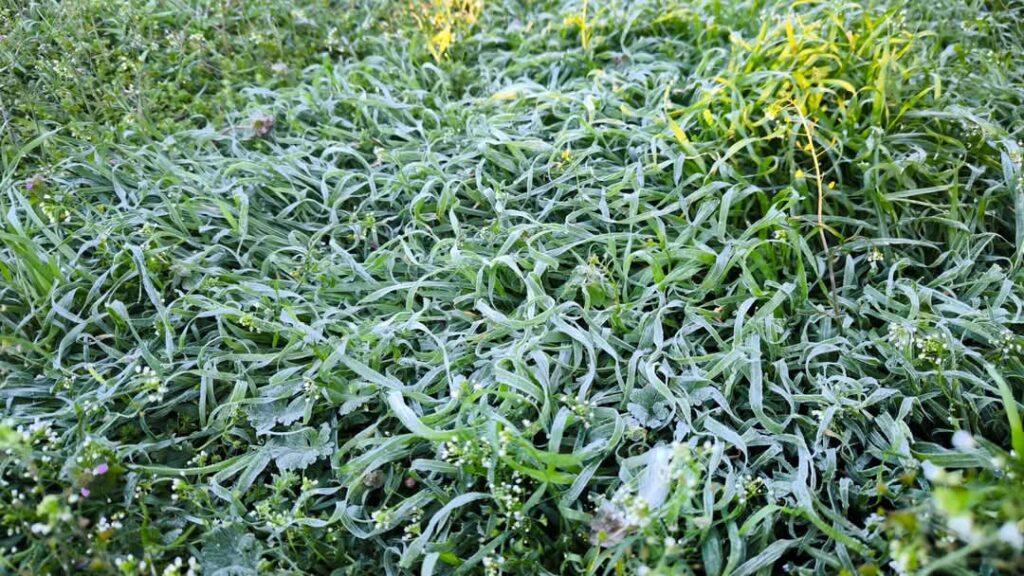 Temperaturile au scăzut drastic astăzi de dimineață! A fost frig și la voi azi dimineață? Temperaturile au scăzut drastic astăzi de dimineață! A fost frig și la voi azi dimineață?