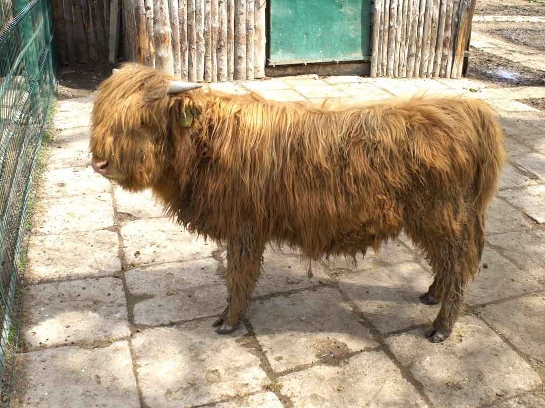 Nouă vedetă la Grădina Zoologică Târgoviște: Vaca Scoțiană Highland.
