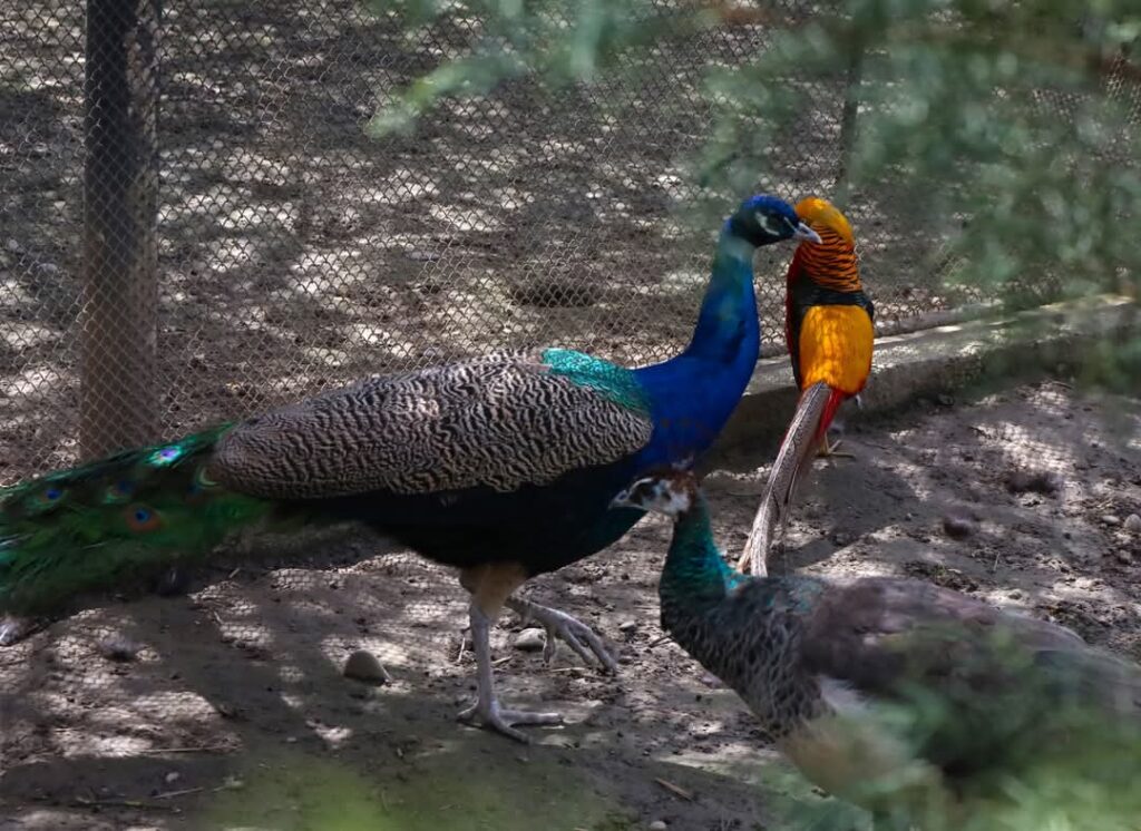 Grădina Zoo din Târgoviște a fost în aceste zile gazda unei adevărate aventuri educative, care a adus împreună grupuri de elevi din diverse colțuri ale țării. 