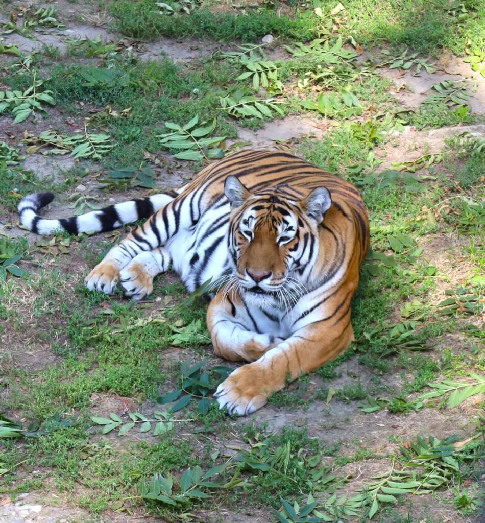 Grădina Zoo din Târgoviște a fost în aceste zile gazda unei adevărate aventuri educative, care a adus împreună grupuri de elevi din diverse colțuri ale țării. 