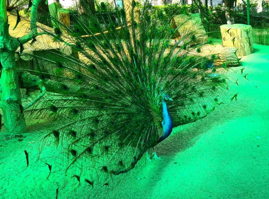 Grădina Zoo din Târgoviște a fost în aceste zile gazda unei adevărate aventuri educative, care a adus împreună grupuri de elevi din diverse colțuri ale țării. 