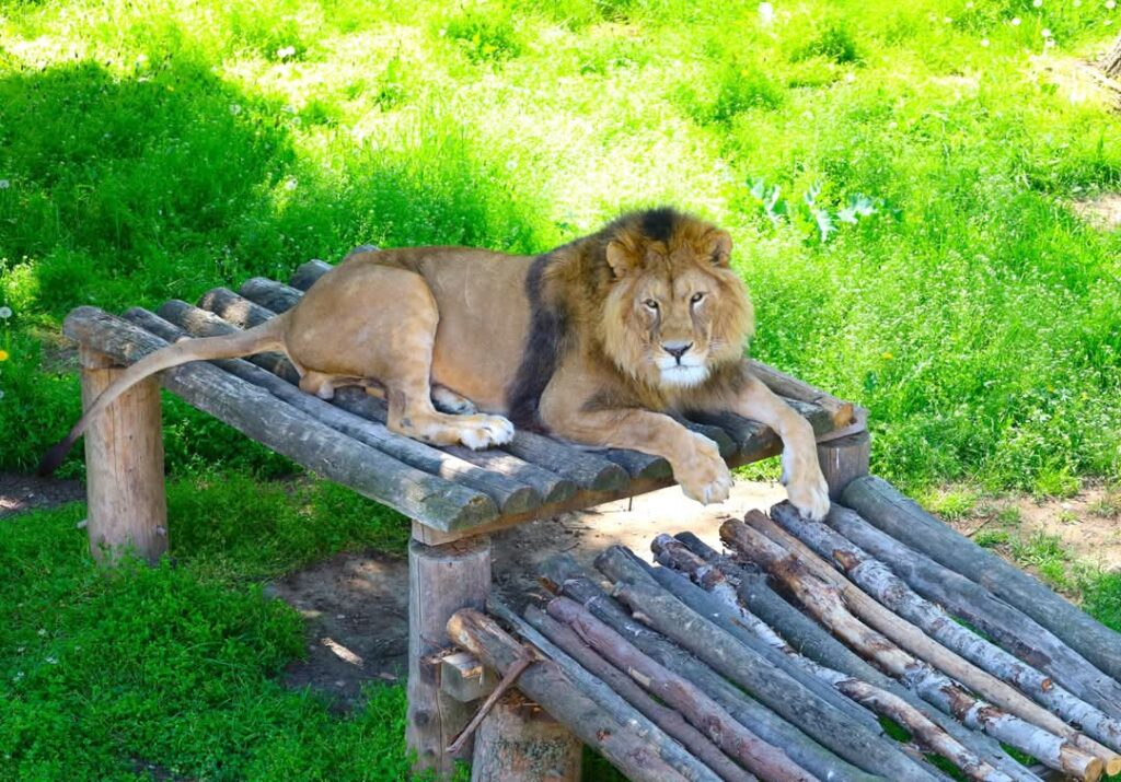 1 Mai la Zoo Târgoviște. Cu soarele sus pe cer și atmosfera relaxată, târgoviștenii pot profita de ocazie pentru a se bucura de natură, animale și momente de liniște departe de agitația cotidiană.