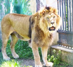 Entuziasm și bucurie la Zoo Târgoviște: Copiii din toată țara descoperă lumea animalelor