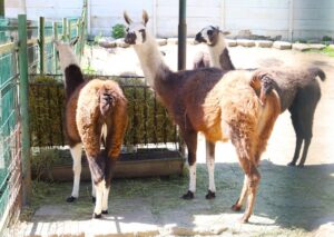 Entuziasm și bucurie la Zoo Târgoviște: Copiii din toată țara descoperă lumea animalelor