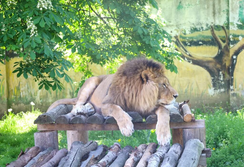 Grădina Zoo Târgoviște: Record de vizitatori în 2024 și planuri mari pentru 2025