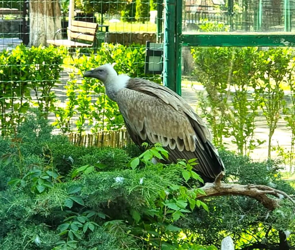 Grădina Zoo Târgoviște: Record de vizitatori în 2024 și planuri mari pentru 2025