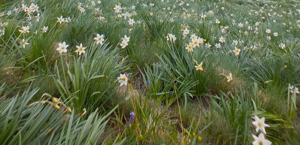 Poiana cu narcise din Munții Rodnei, natura își reia spectacolul, după zăpada de mai