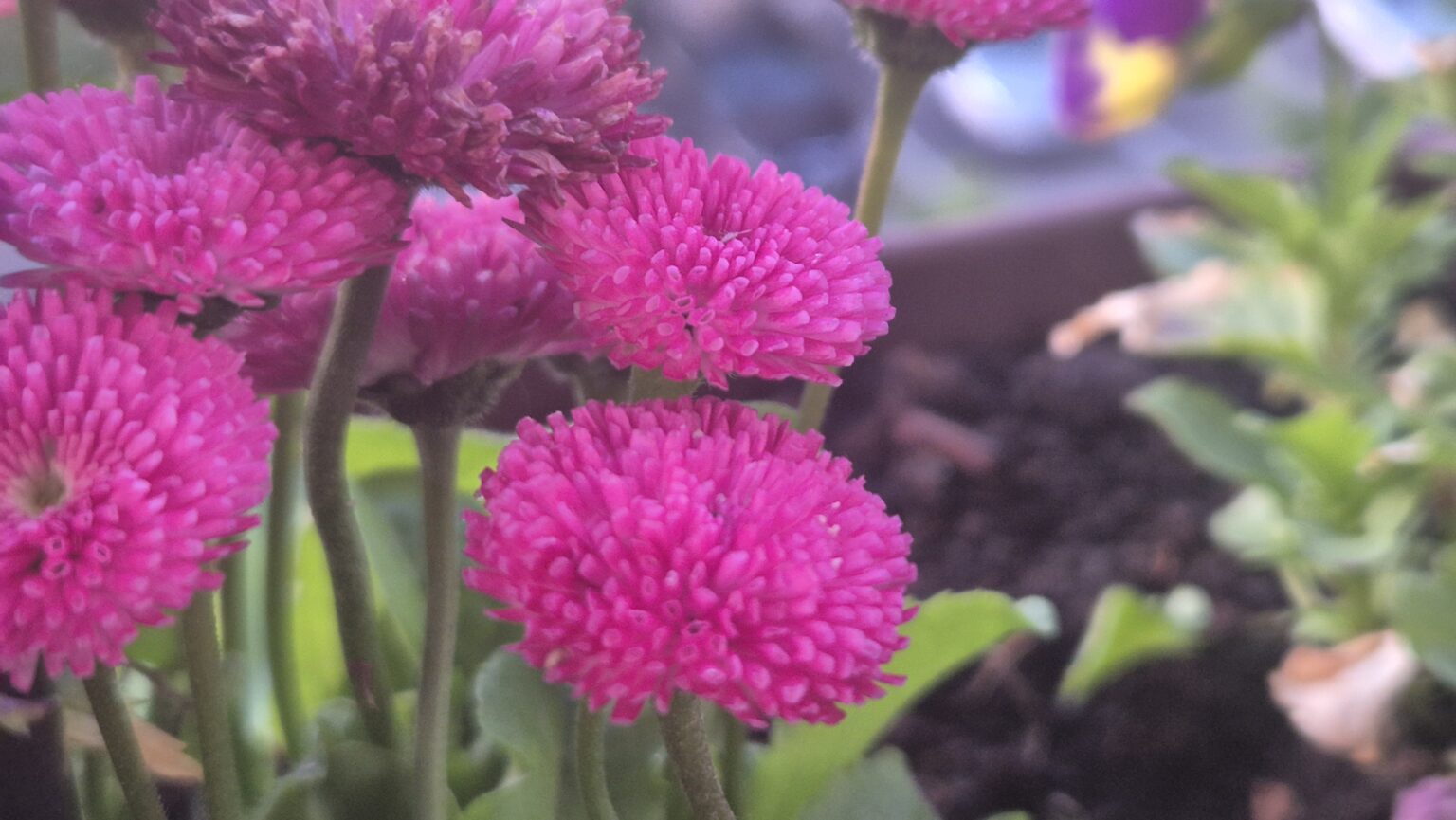 Prognoza meteo: Vreme deosebit de caldă pe 4 mai 2025, dar cu posibile furtuni și averse în anumite zone ale țării Prognoza meteo pe 4 mai 2025, România se va bucura de o zi deosebit de caldă, cu temperaturi care vor depăși 30 de grade în multe regiuni. Cerul va fi variabil, dar spre după-amiază și seară se vor forma înnorări temporare care vor aduce averse și descărcări electrice în Maramureș, Crișana și Moldova, în special în nordul acestor regiuni. De asemenea, zonele montane vor fi afectate de ploi de scurtă durată.