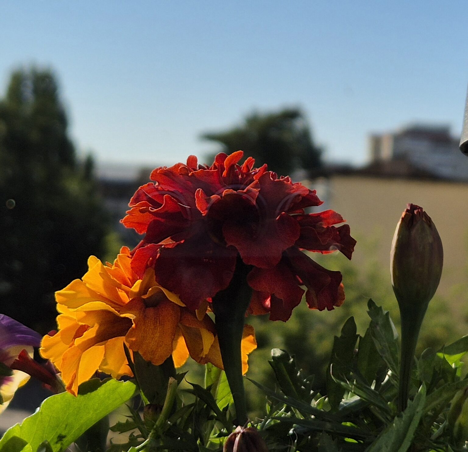 Prognoza meteo pentru astăzi, 18 mai: Soare dar nu scăpăm de instabilitatea atmosferică accentuată după prânz Prognoza meteo pentru astăzi, 18 mai: Soare dar nu scăpăm de instabilitatea atmosferică accentuată după prânz