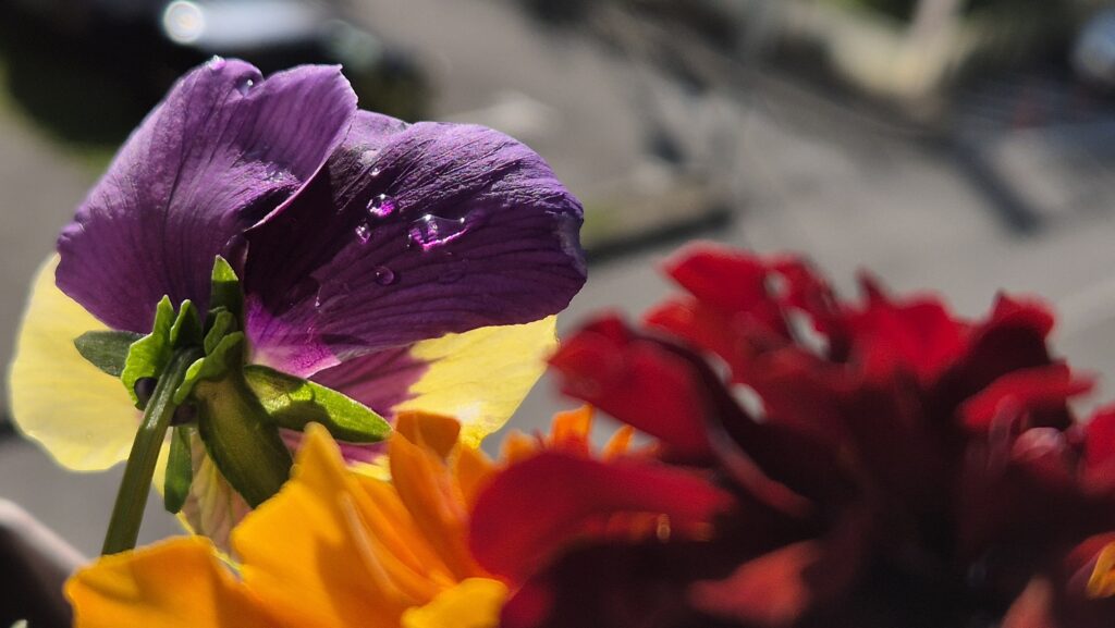 Vreme de mai cu răsturnări de temperatură, foarte rece și soare cu dinți 