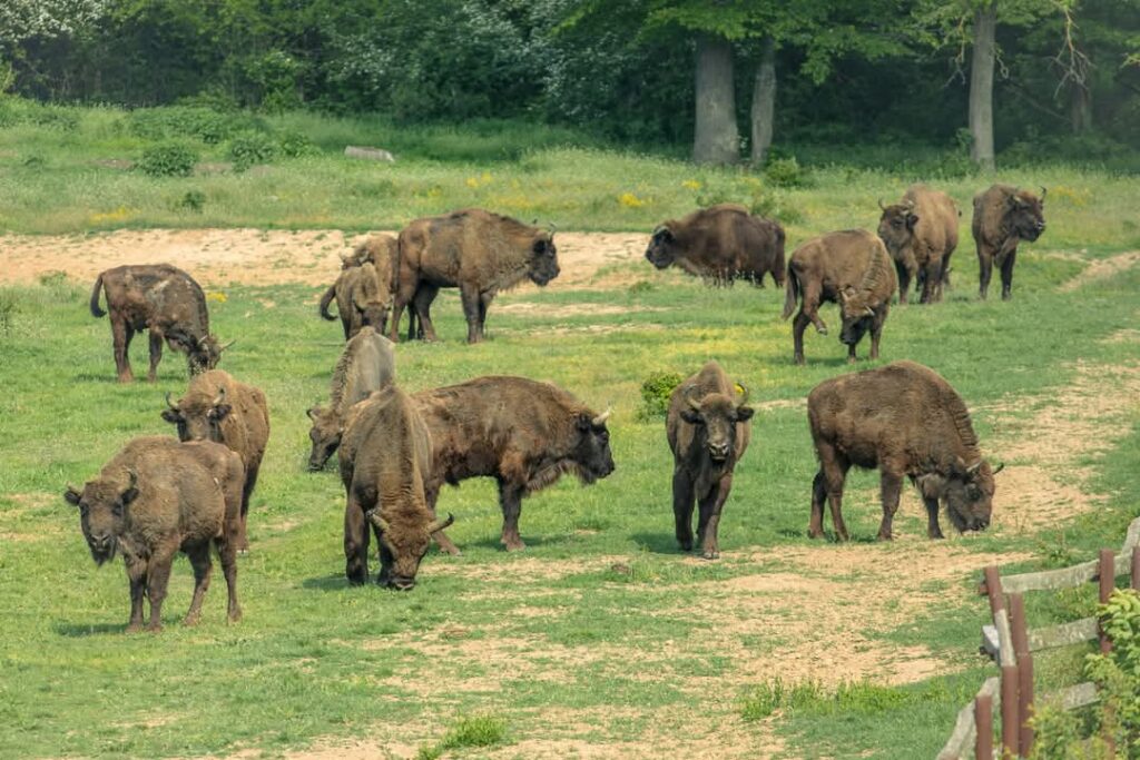 Zimbrii de la  Bucșani, regii pădurii surprinși în momente de liniște și măreție