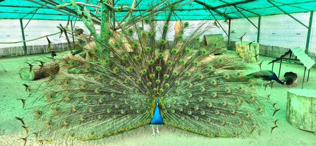 Zoo Târgoviște, aventură și cunoaștere în inima naturii!