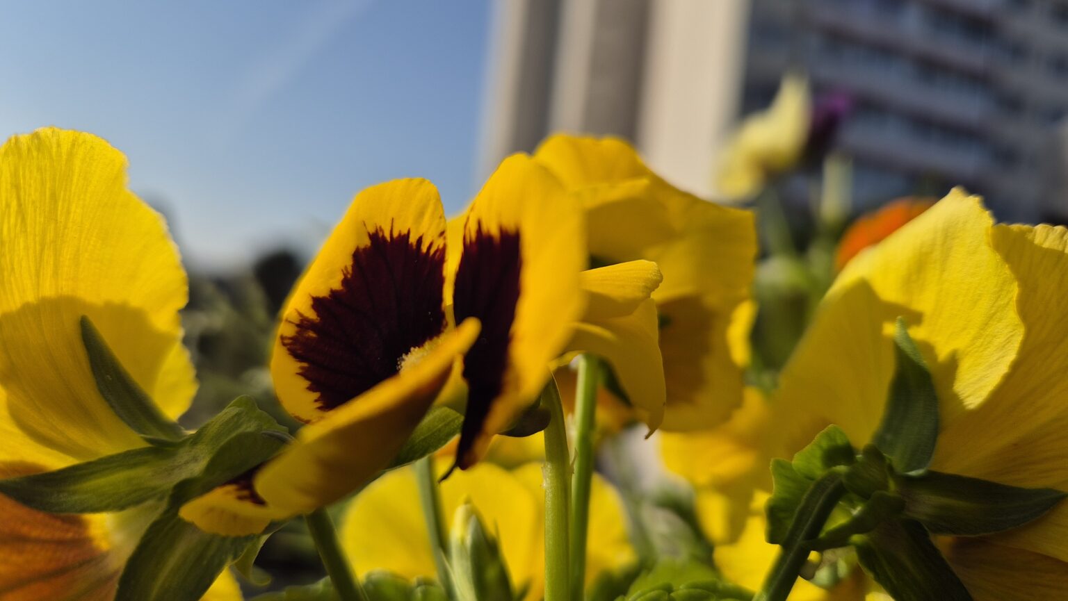 Prognoza meteo pentru astăzi, 17 iunie 2025:Va predomina vremea călduroasă, mai ales în jumătatea sudică a țării