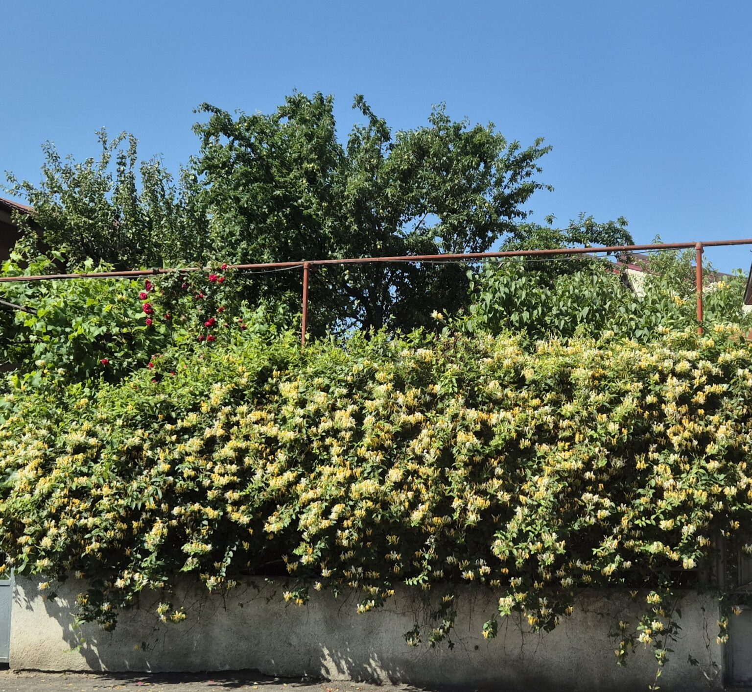 Alertă meteo: Caniculă și disconfort termic accentuat pentru joi, 5 iunie Alertă meteo: Caniculă și disconfort termic accentuat pentru joi, 5 iunie