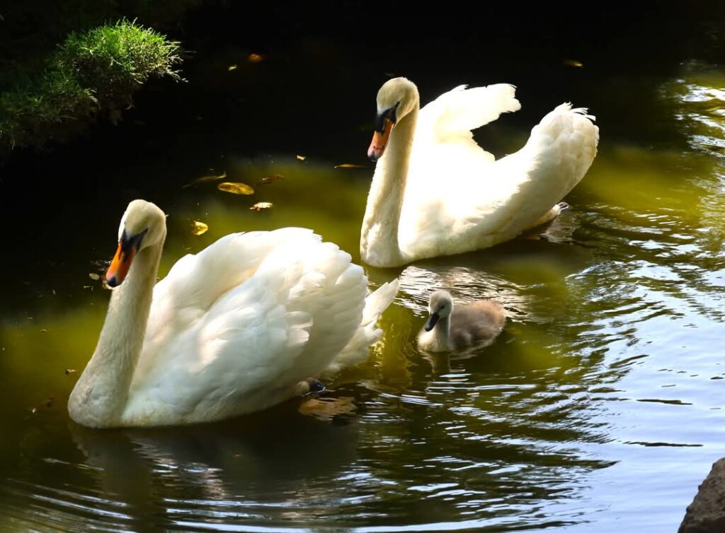Duminică de poveste la Grădina Zoologică Târgoviște!