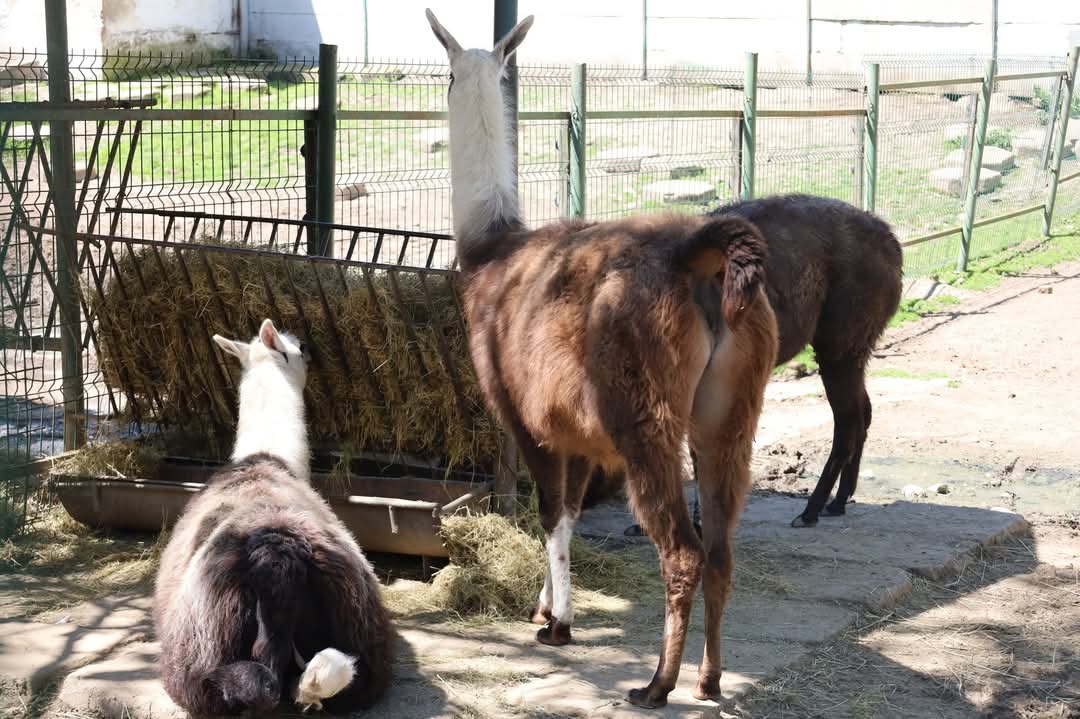 Record de vizitatori la Zoo Târgoviște de 1 Iunie: Bilanțul zilei este impresionant, 4.505 vizitatori