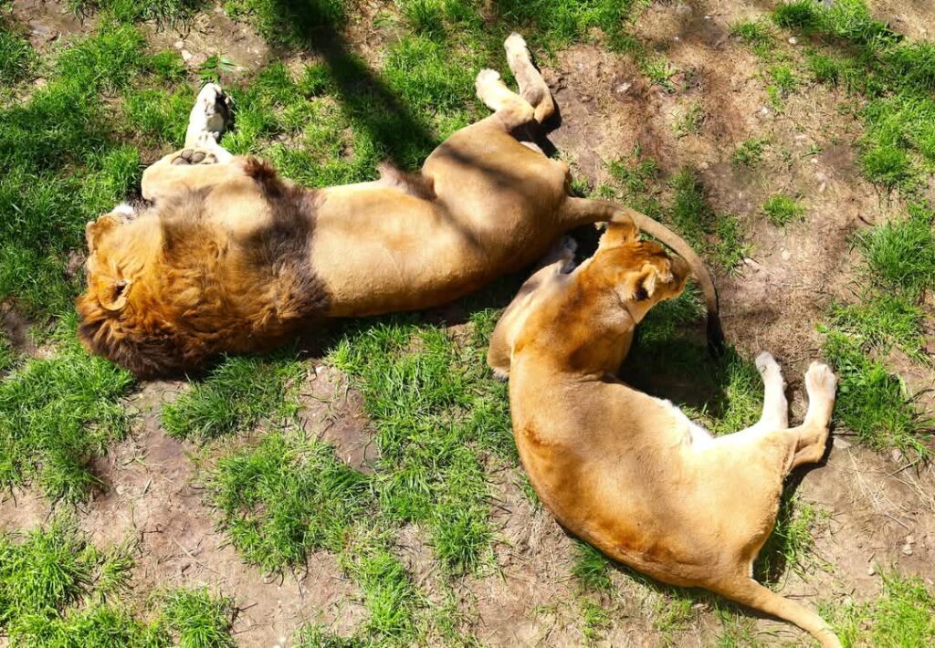 Record de vizitatori la Zoo Târgoviște de 1 Iunie: Bilanțul zilei este impresionant, 4.505 vizitatori Record de vizitatori la Zoo Târgoviște de 1 Iunie: Bilanțul zilei este impresionant, 4.505 vizitatori