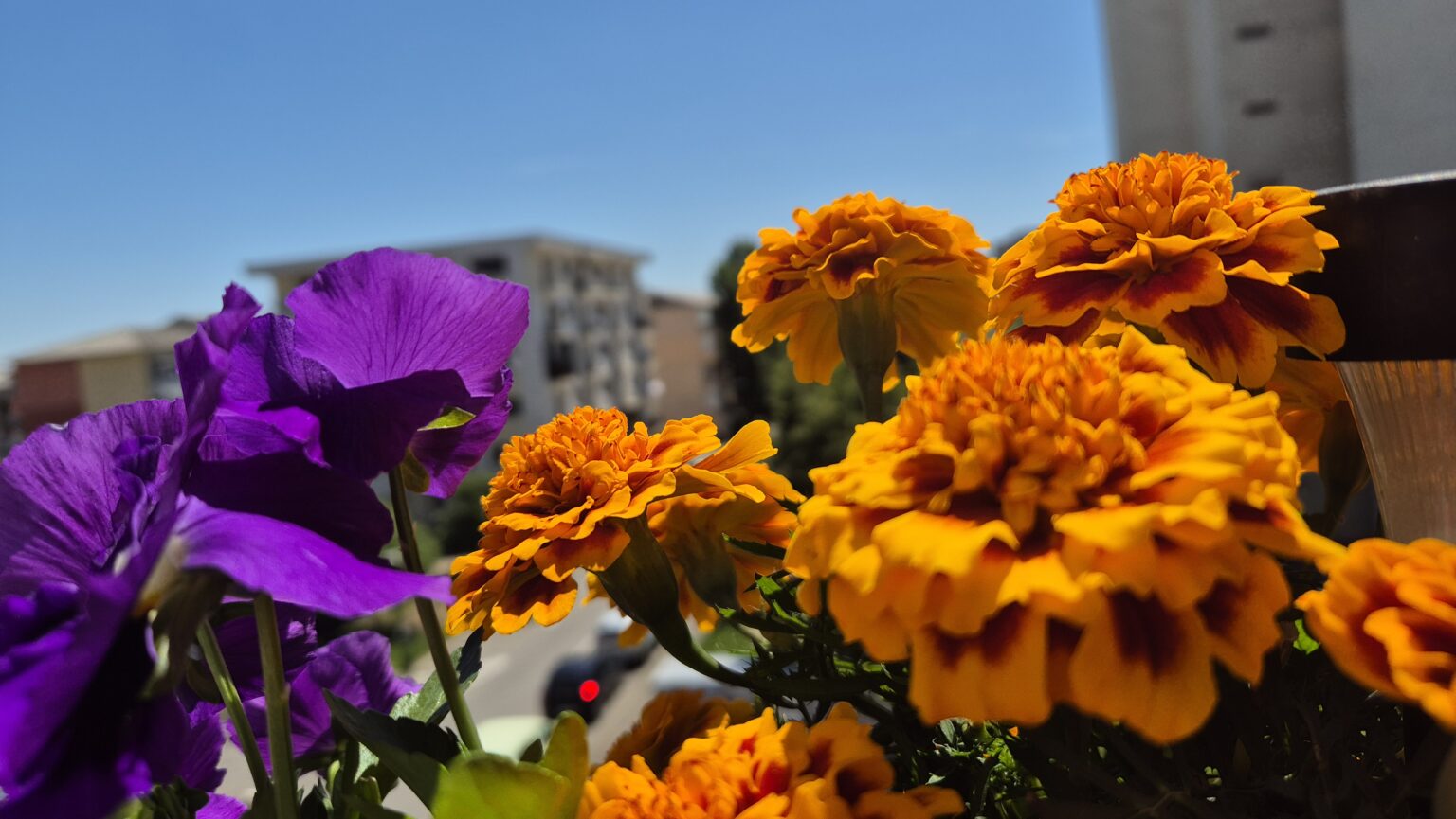 Vara își face simțită prezența cu adevărat dar nu lipsesc furtunile după-amiază și seara Vara își face simțită prezența cu adevărat dar nu lipsesc furtunile după-amiază și seara