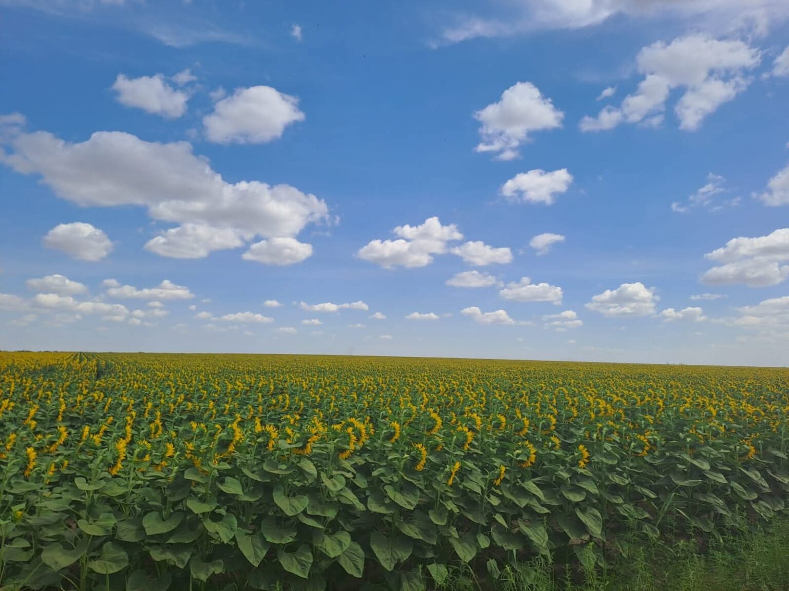 Vara își intră în drepturi: Patru săptămâni de căldură și secetă în România Vara își intră în drepturi: Patru săptămâni de căldură și secetă în România