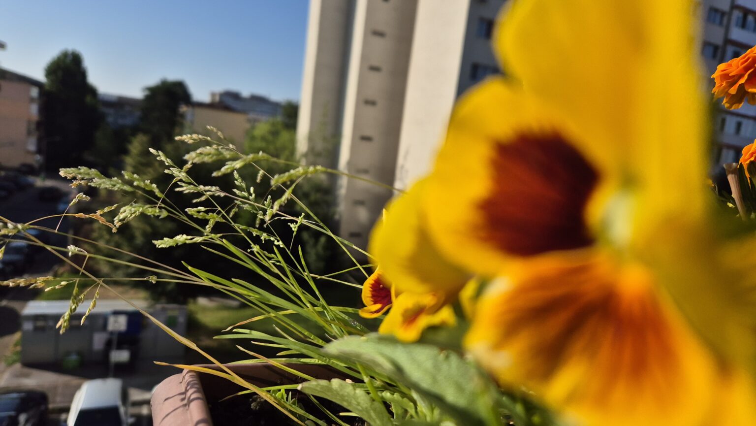 ALERTĂ METEO – VAL DE CANICULĂ 23–27 IUNIE : Vreme extrem de caldă în toată țara, mai ales în sud! ALERTĂ METEO – VAL DE CANICULĂ 23–27 IUNIE : Vreme extrem de caldă în toată țara, mai ales în sud!