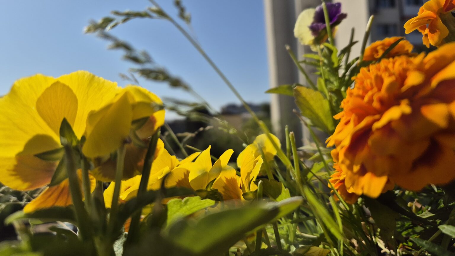 ALERTĂ METEO: Caniculă și disconfort termic accentuat în județul Dâmbovița ALERTĂ METEO: Caniculă și disconfort termic accentuat în județul Dâmbovița