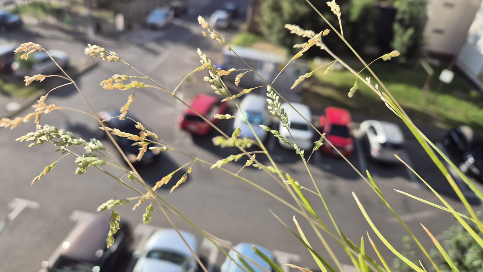 Val de caniculă și astăzi în județul Dâmbovița