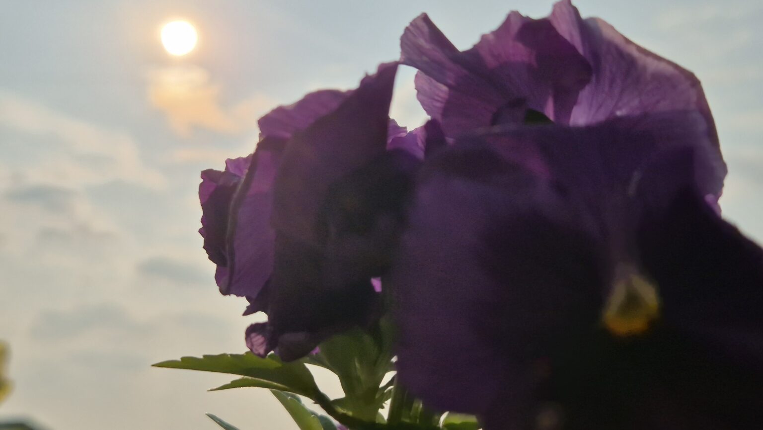 Ziua de joi aduce vreme plăcută 