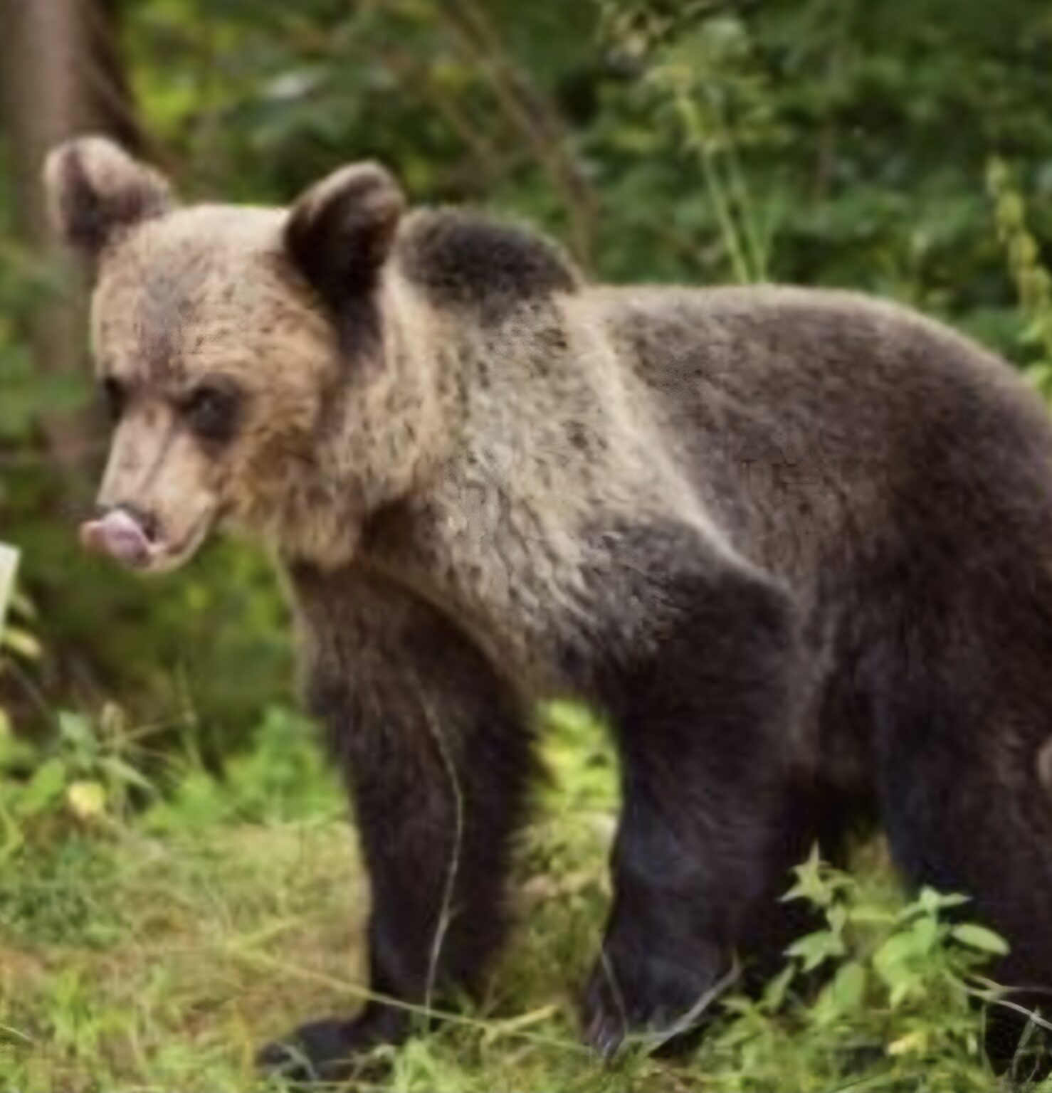 Alertă în Iedera de Sus: Urs semnalat în localitate, a fost emis mesaj RO-Alert