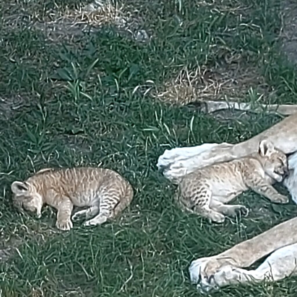 Bucurie la Zoo Târgoviște: Leoaica a adus pe lume doi puiuți sănătoși