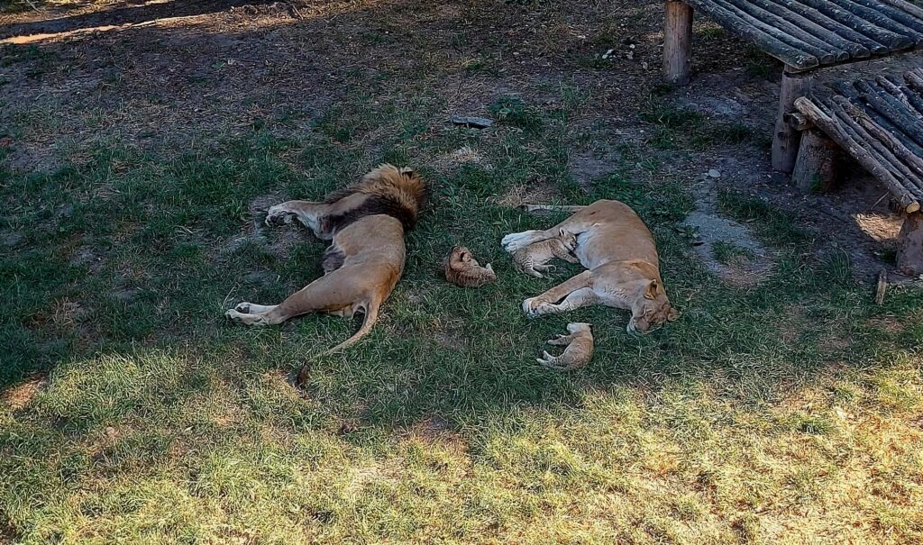 Bucurie la Zoo Târgoviște: Leoaica a adus pe lume doi puiuți sănătoși