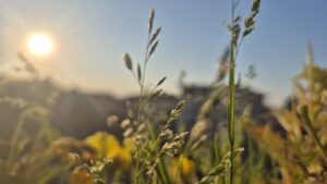 COD PORTOCALIU DE CANICULĂ ÎN DÂMBOVIȚA: TEMPERATURI EXTREME ȘI RISC DE INCENDII