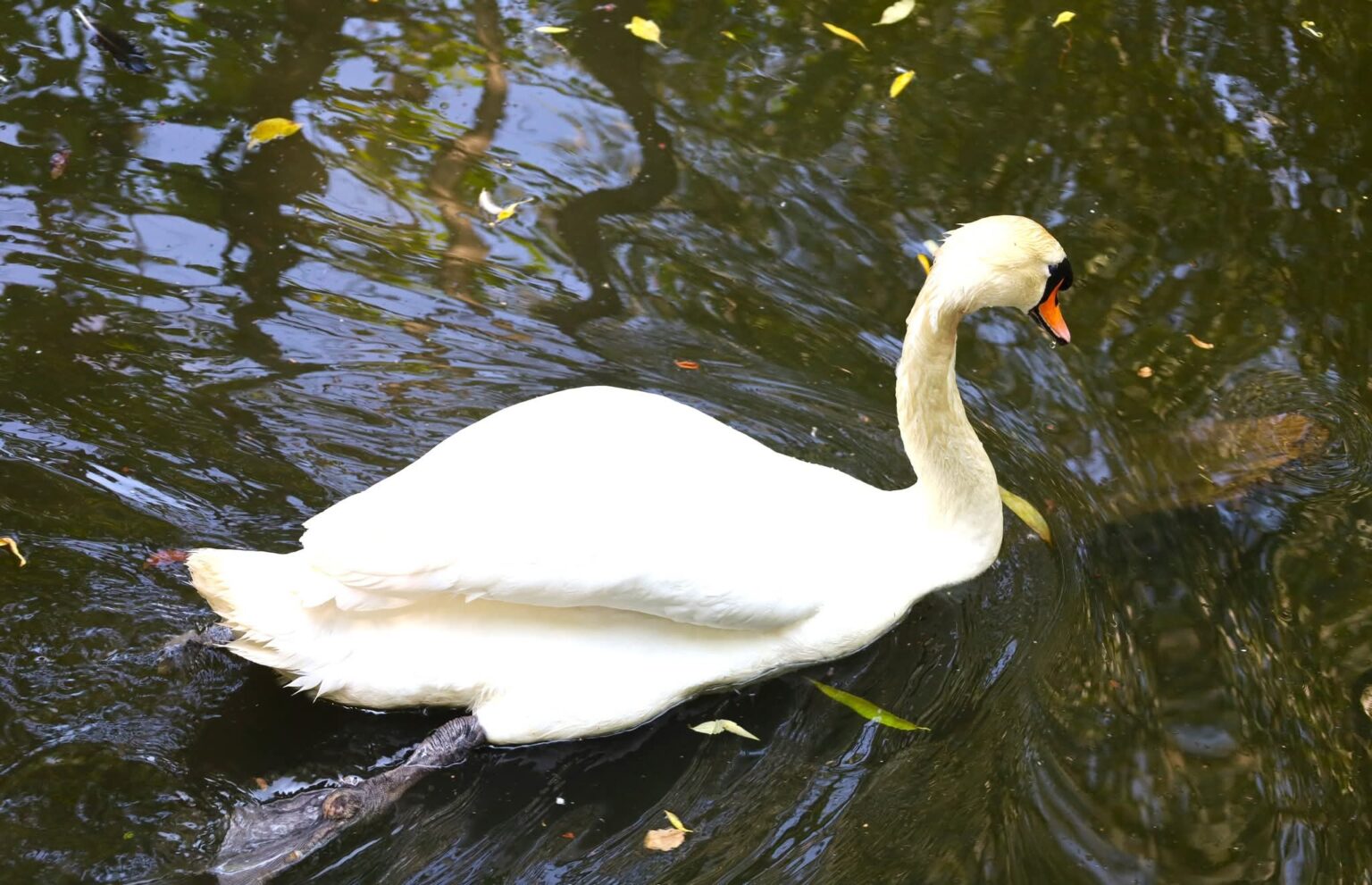 Grădina Zoologică din Târgoviște , o adevărată oază verde cu specii fascinante Grădina Zoologică din Târgoviște , o adevărată oază verde cu specii fascinante