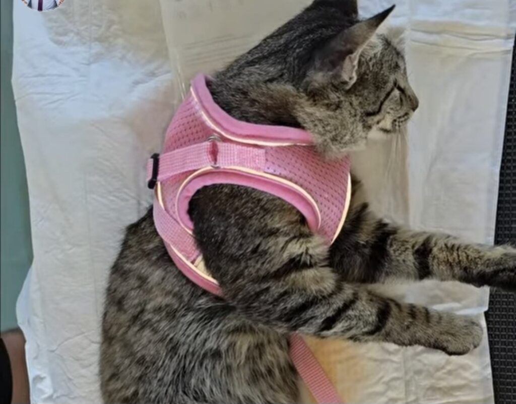 La Titu a avut loc ieri, campanie gratuită de sterilizare și microcipare a câinilor și pisicilor, organizată de Primărie