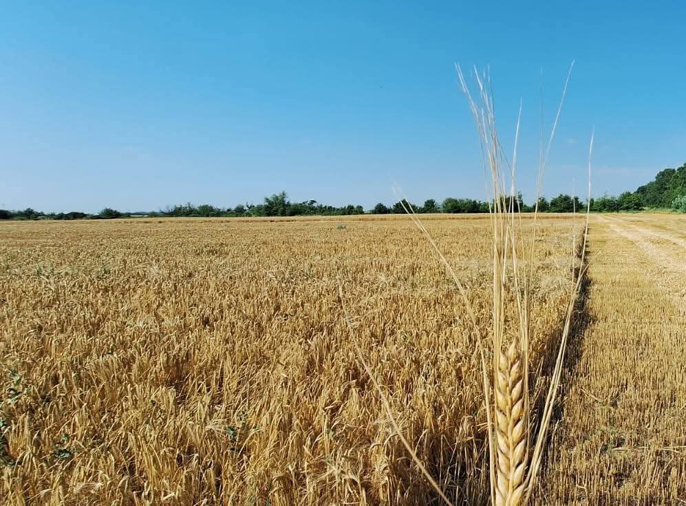 Prognoză meteo pentru miercuri, 2 iulie 2025: Caniculă în toată țara