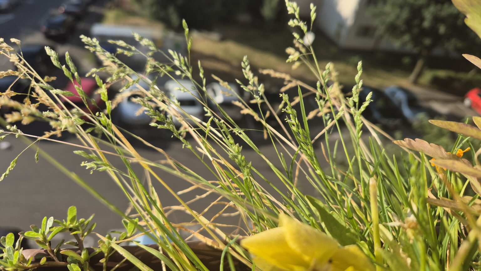 De luni , toată țara sub asediul caniculei: Temperaturi de până la 42°C între 21 și 25 iulie dar și furtuni puternice 