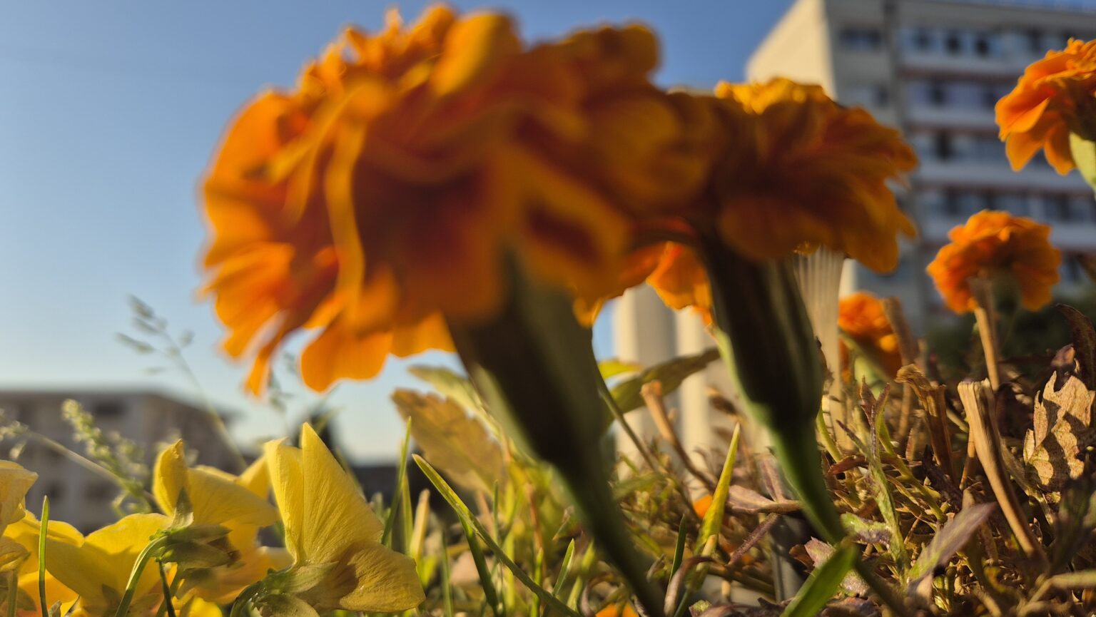 Vreme extremă în România: Caniculă, vijelii și grindină între 14 și 18 iulie Vreme extremă în România: Caniculă, vijelii și grindină între 14 și 18 iulie