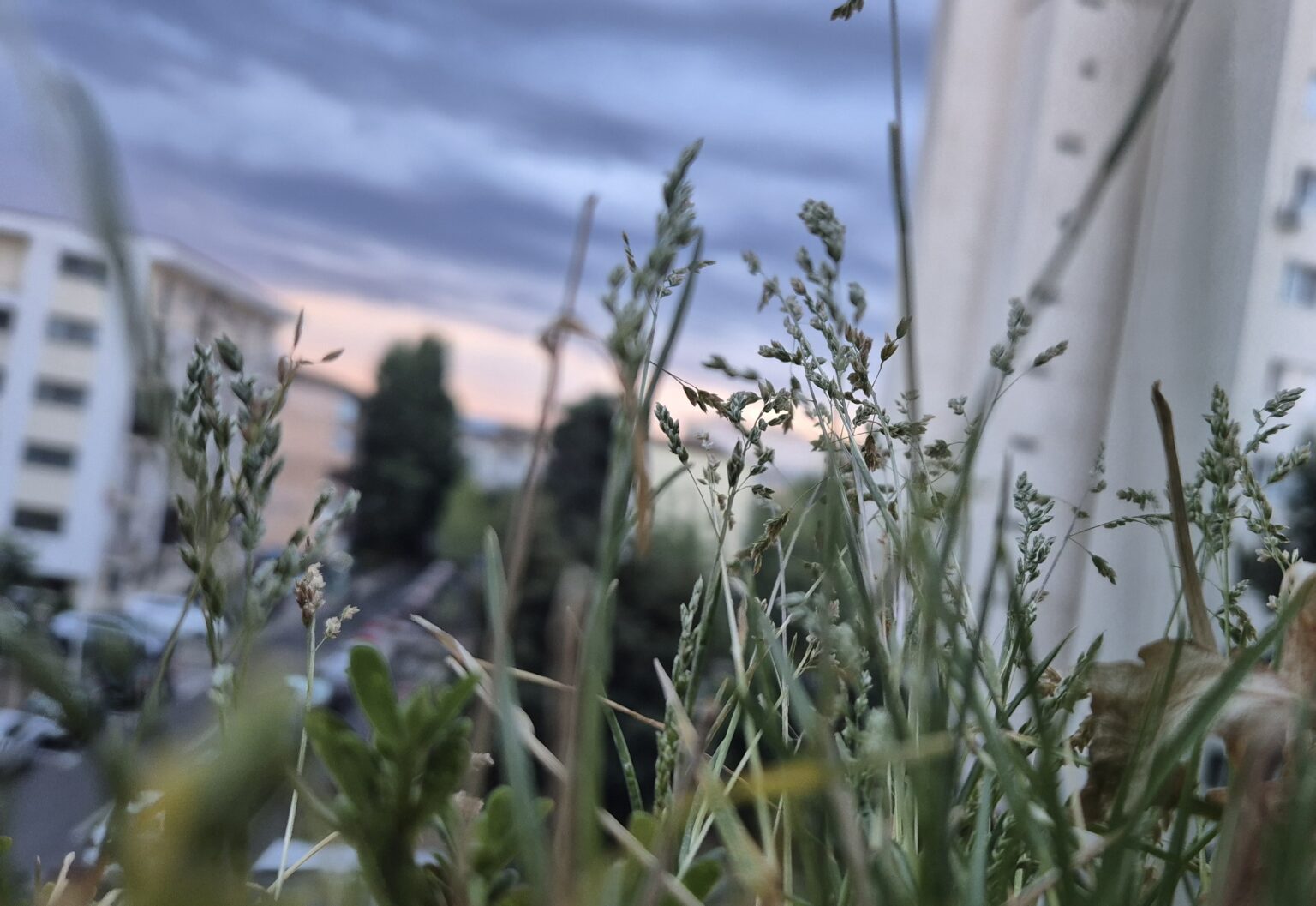 COD GALBEN DE PLOI ȘI FURTUNI COD GALBEN DE PLOI ȘI FURTUNI